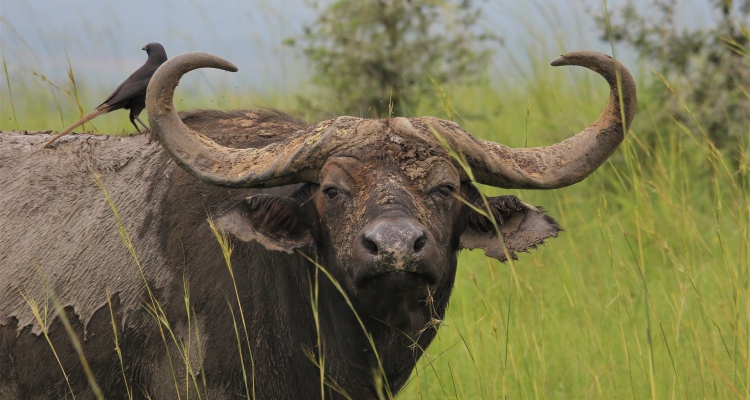 Gorilla Trekking Experience in Bwindi Impenetrable Forest