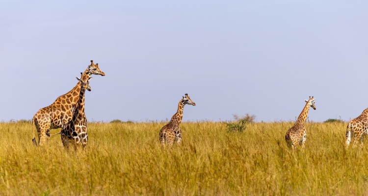 Cultural Tour of Kampala and Surroundings